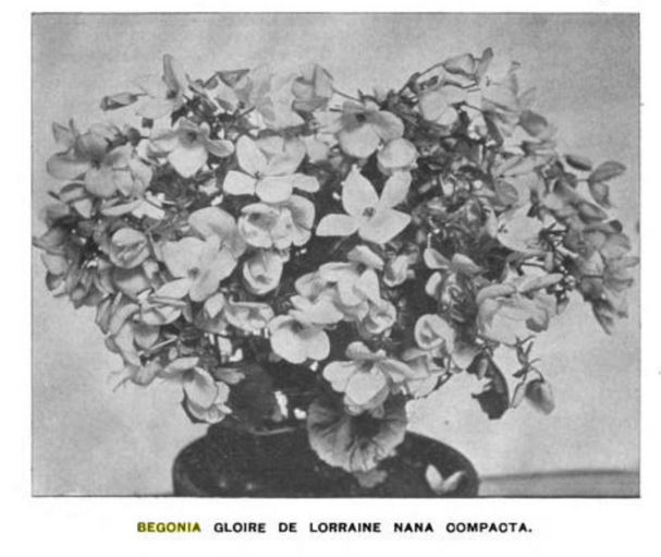 B. ‘Gloire de Lorraine Nana Compacta’